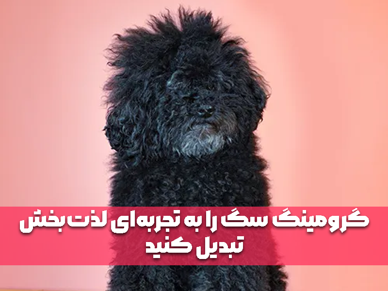 گرومینگ سگ را به تجربه‌ای لذت‌بخش تبدیل کنید